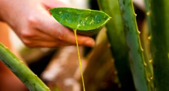 Babosa ou Aloe Vera como cultivar em casa