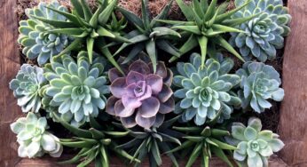 Como fazer um jardim vertical de Suculentas